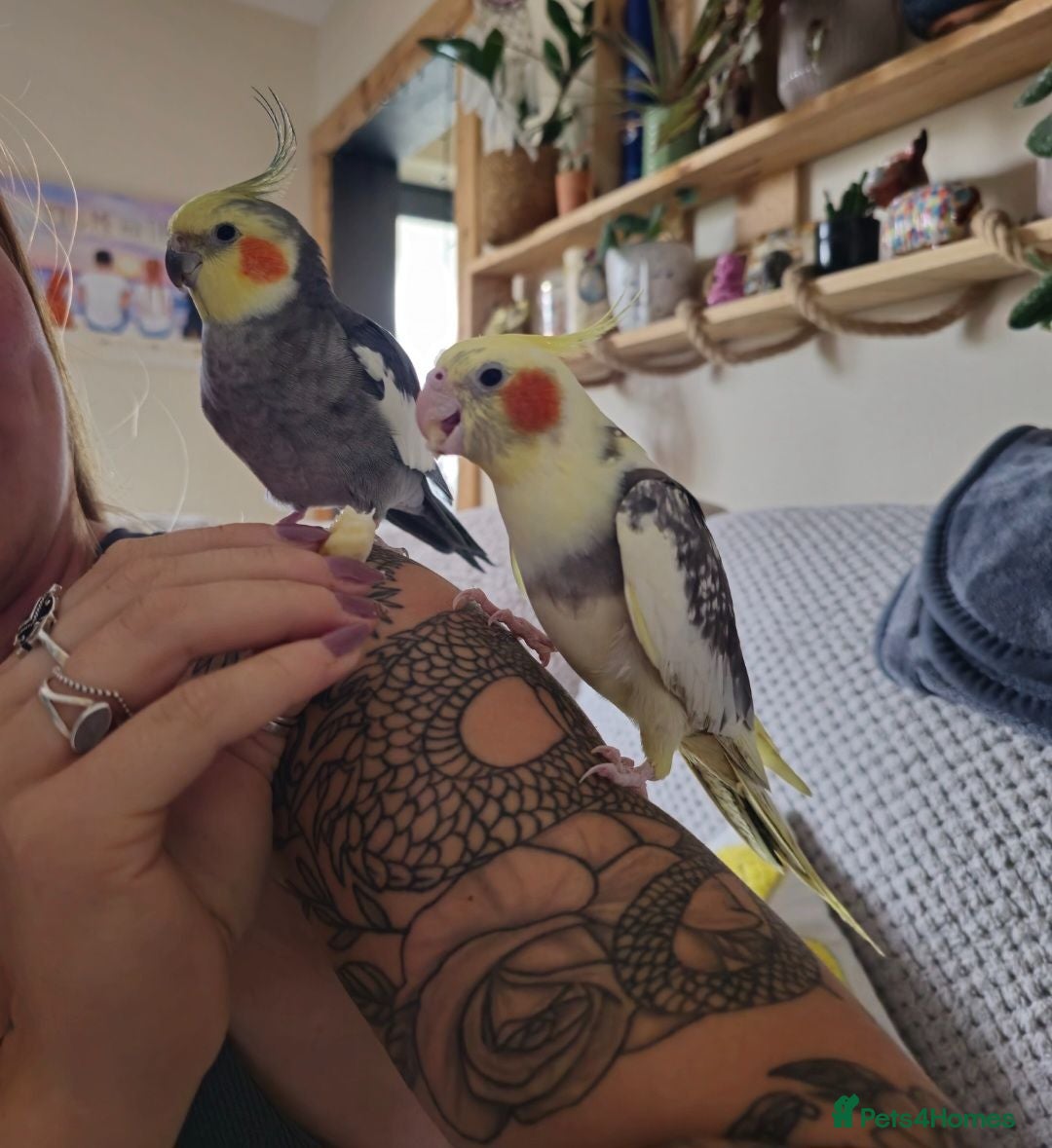 Cockatiels birds Pair of cockatiels - Advert 2