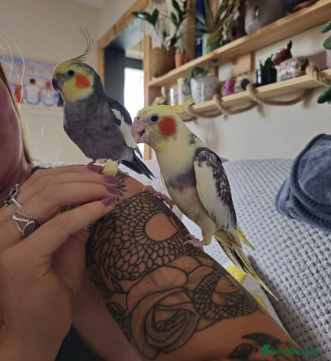 Cockatiels birds for sale: Pair of cockatiels - Advert 1