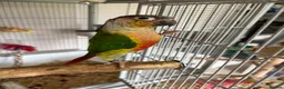 Conures birds for sale: Green Cheeked Conure in Buckingham - Advert 1