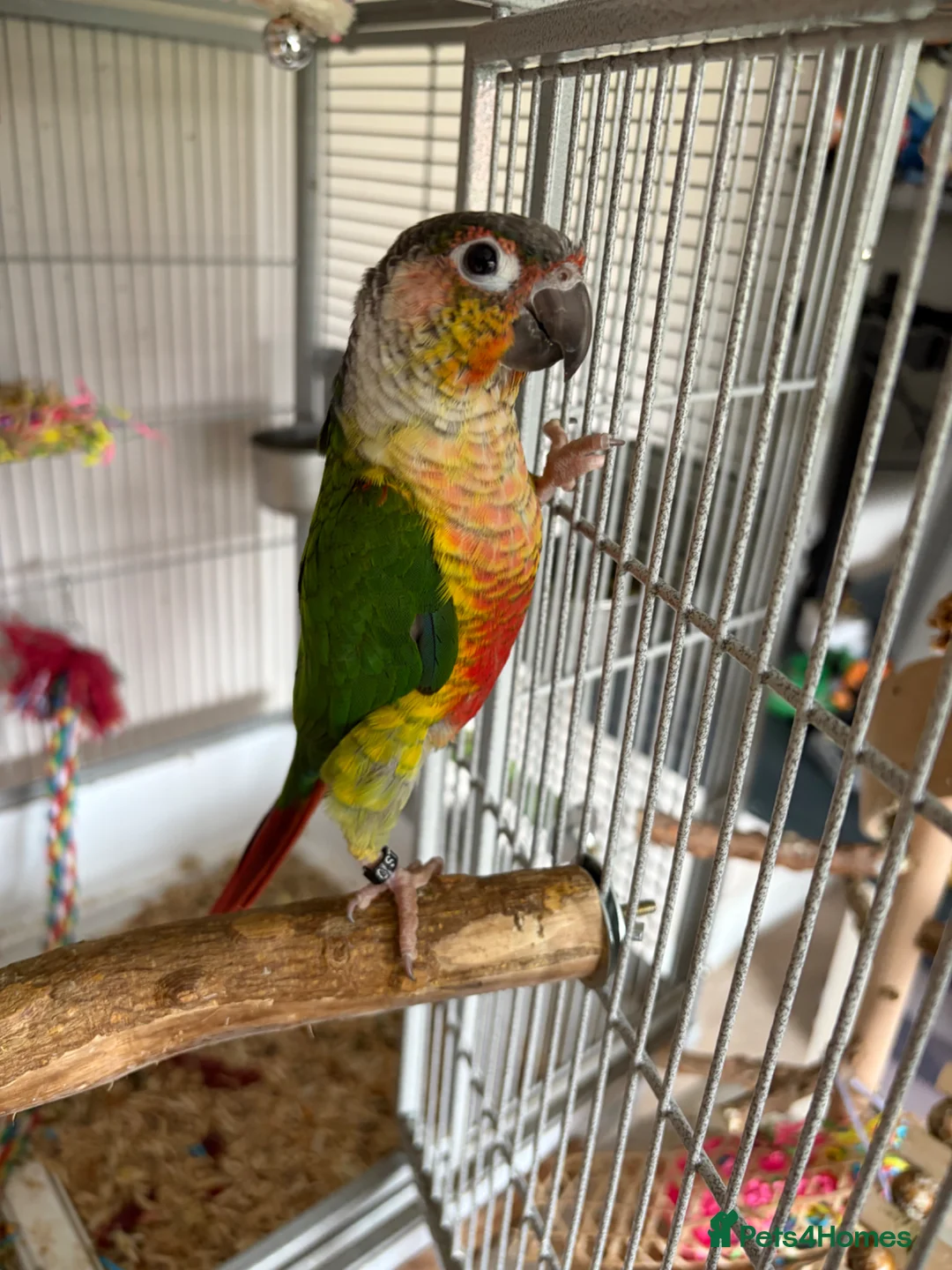 Conures birds for sale: Green Cheeked Conure in Buckingham - Advert 1