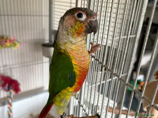 Conures birds Green Cheeked Conure - Advert 8