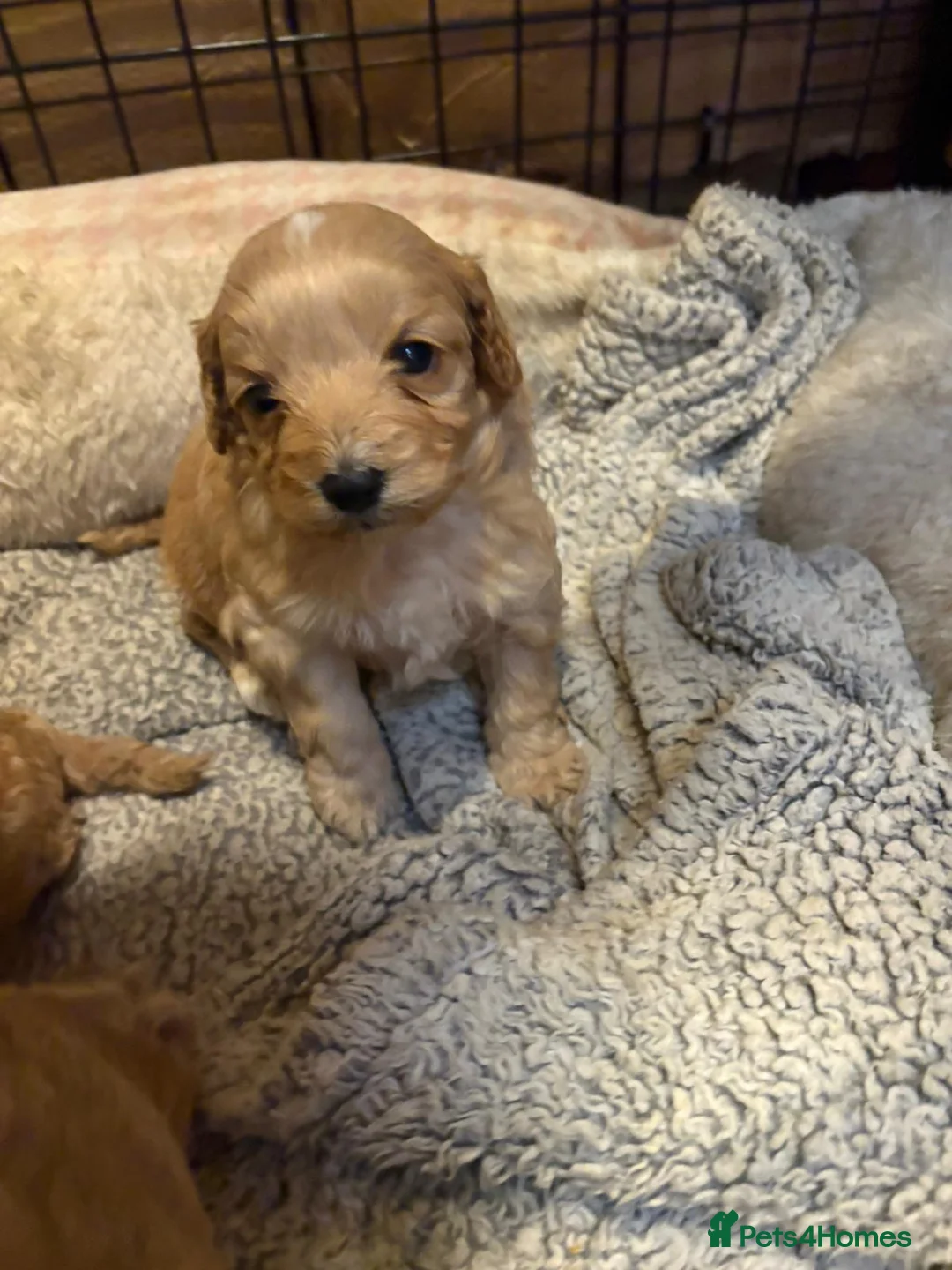 Cockapoo dogs for sale: Gorgeous F1 cockapoo puppies available to reserve  - Advert 12