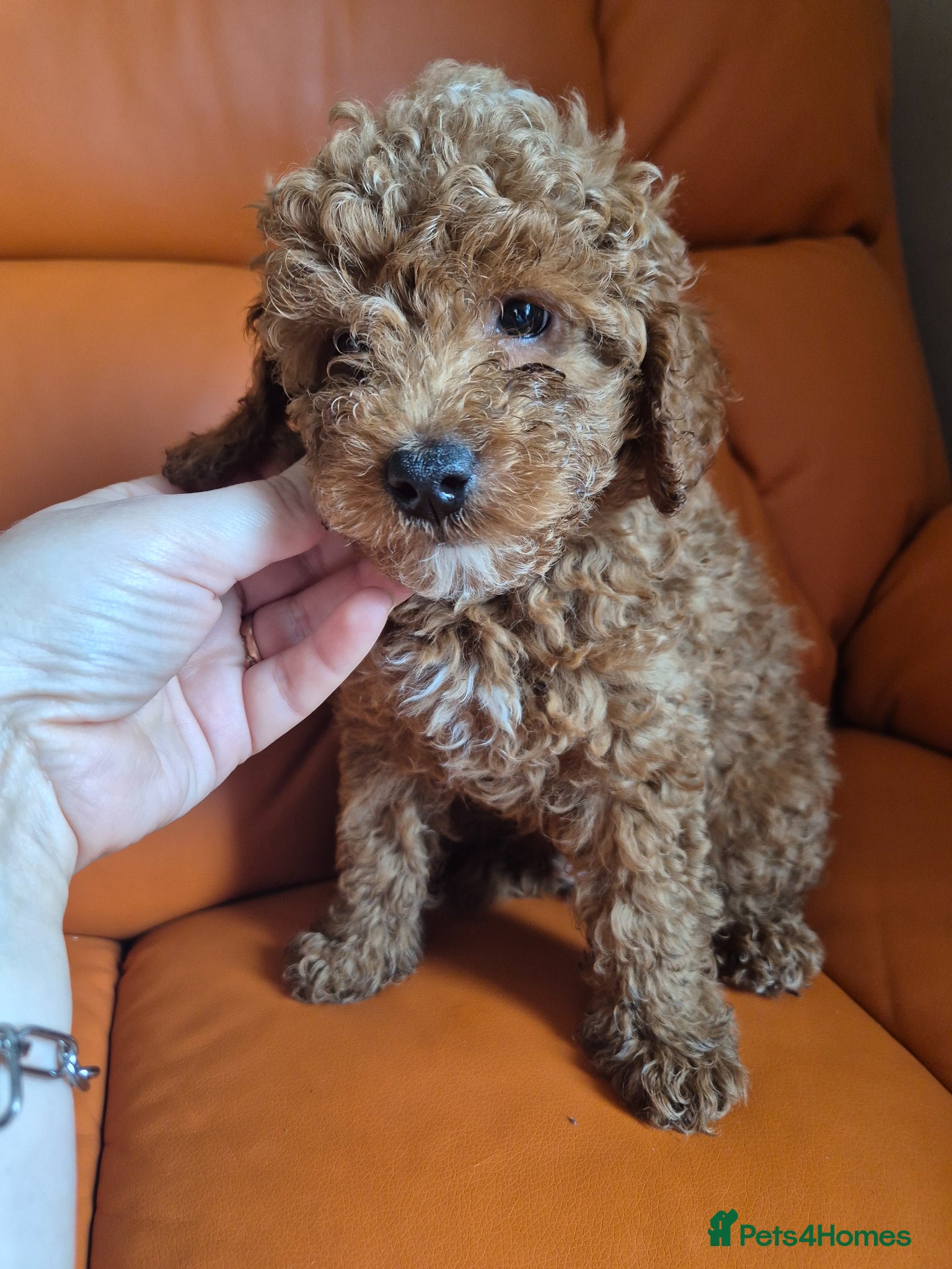 Toy Poodle dogs Toy poodles - Advert 17