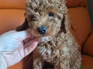 Toy Poodle dogs Toy poodles - Advert 17