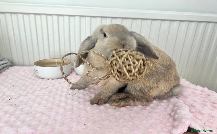 Mini Lop rabbits - Advert 11