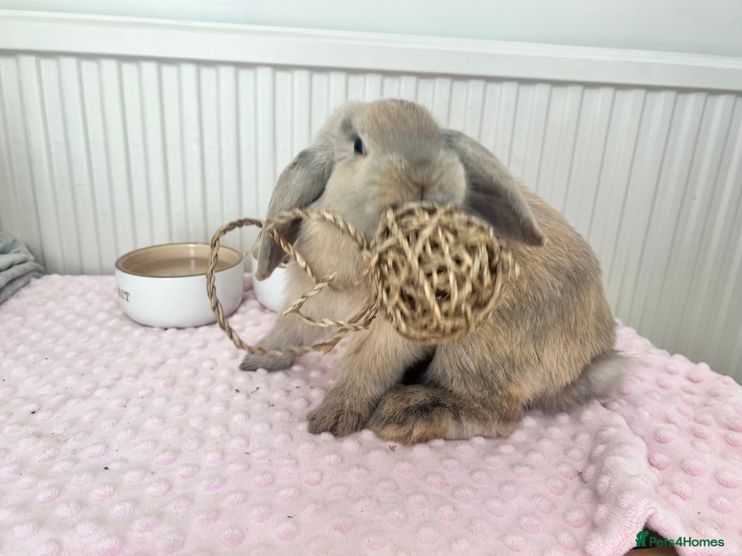 Mini Lop rabbits for sale: Brown mini lop boy - Image 1