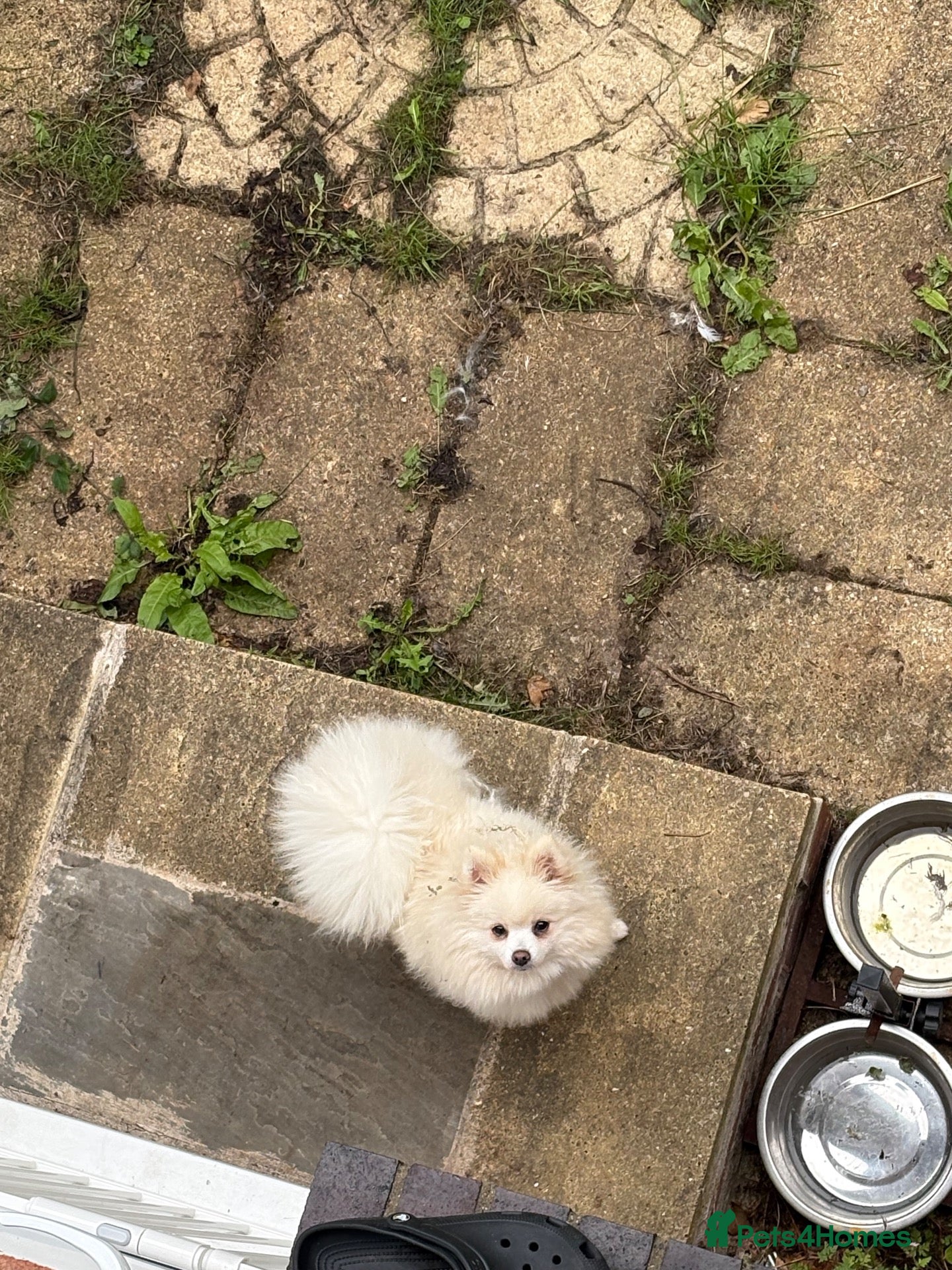 Pomeranian dogs Beautiful Pomeranian female  - Advert 3