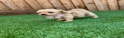 Cockapoo dogs for sale: Beautiful Cockapoo Puppies - Advert 7