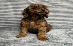 Cockapoo dogs for sale: Adorable Cockapoos looking for forever homes - Image 17
