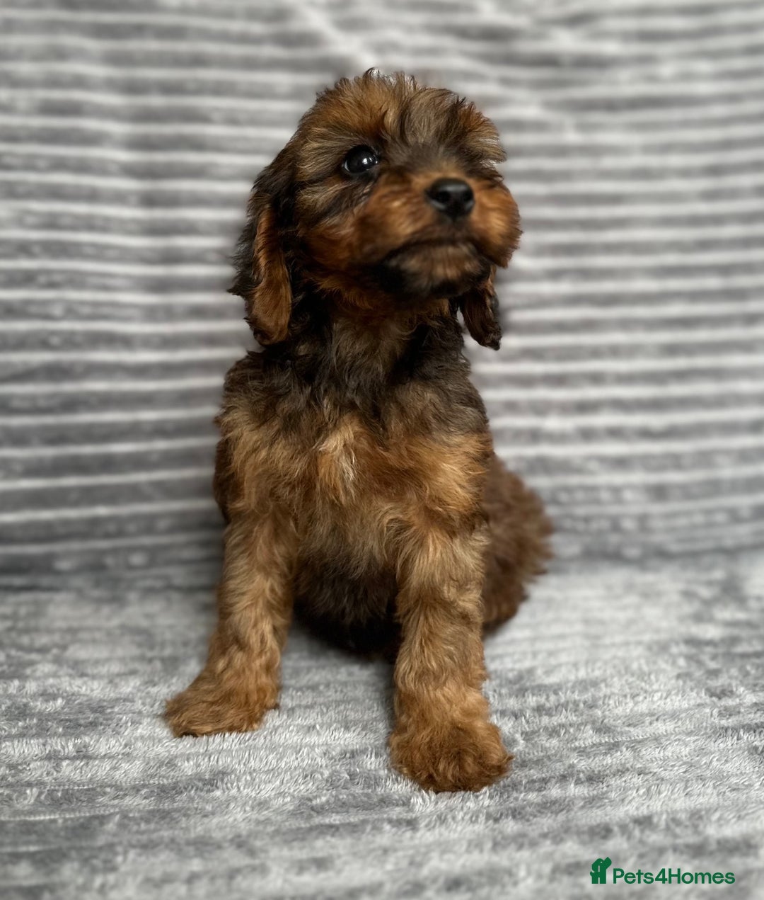 Cockapoo dogs for sale: Adorable Cockapoos looking for forever homes - Image 17