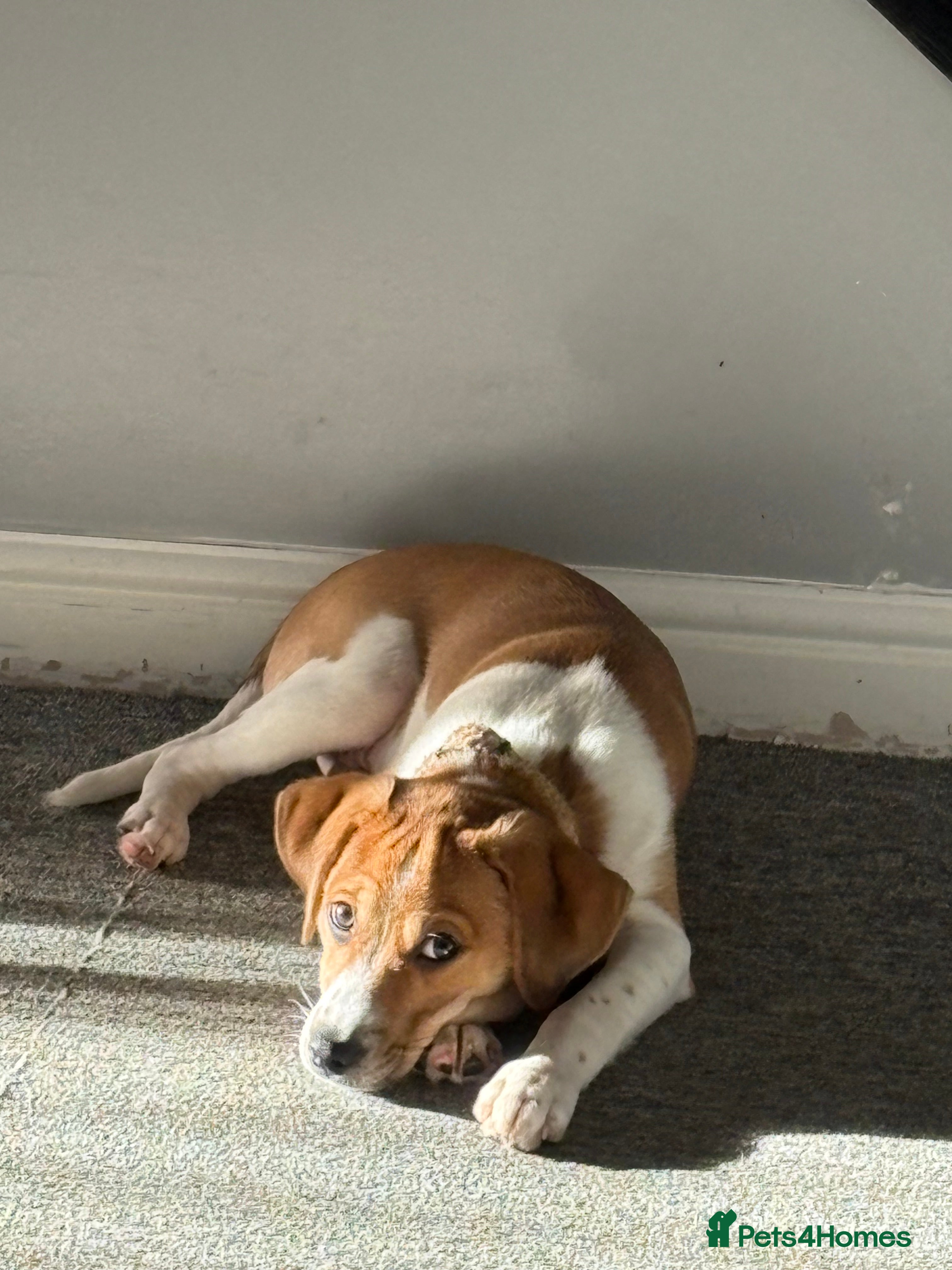 Mixed Breed dogs Adorable pup  - Advert 1