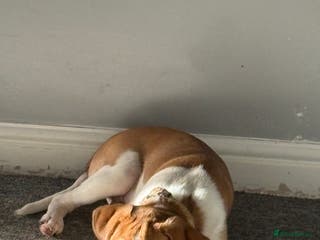 Mixed Breed dogs Adorable pup - Advert 1