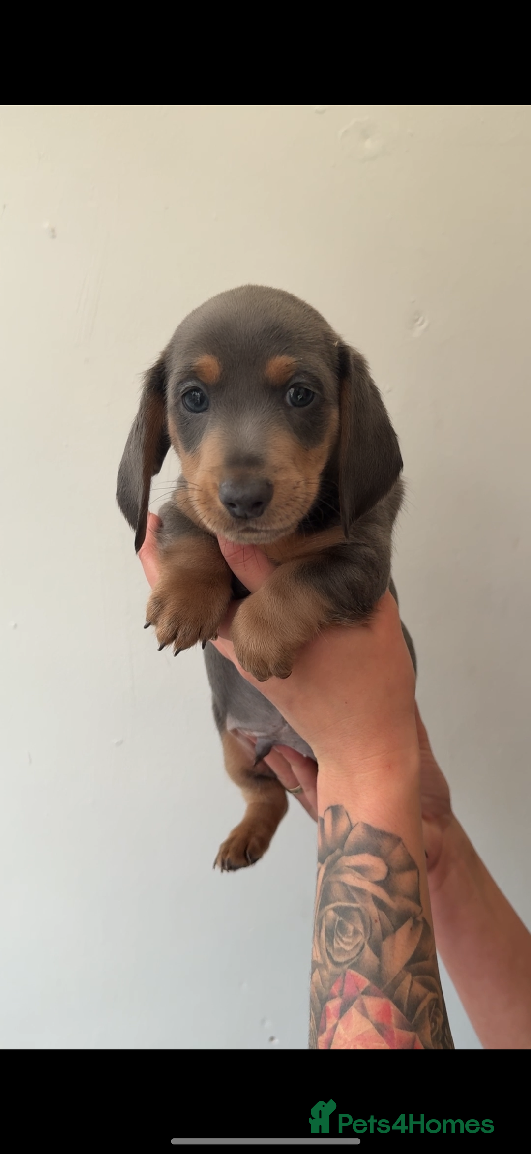 Miniature Dachshund dogs for sale: Longhaired miniature dachshunds 🫶🏻 - Image 3