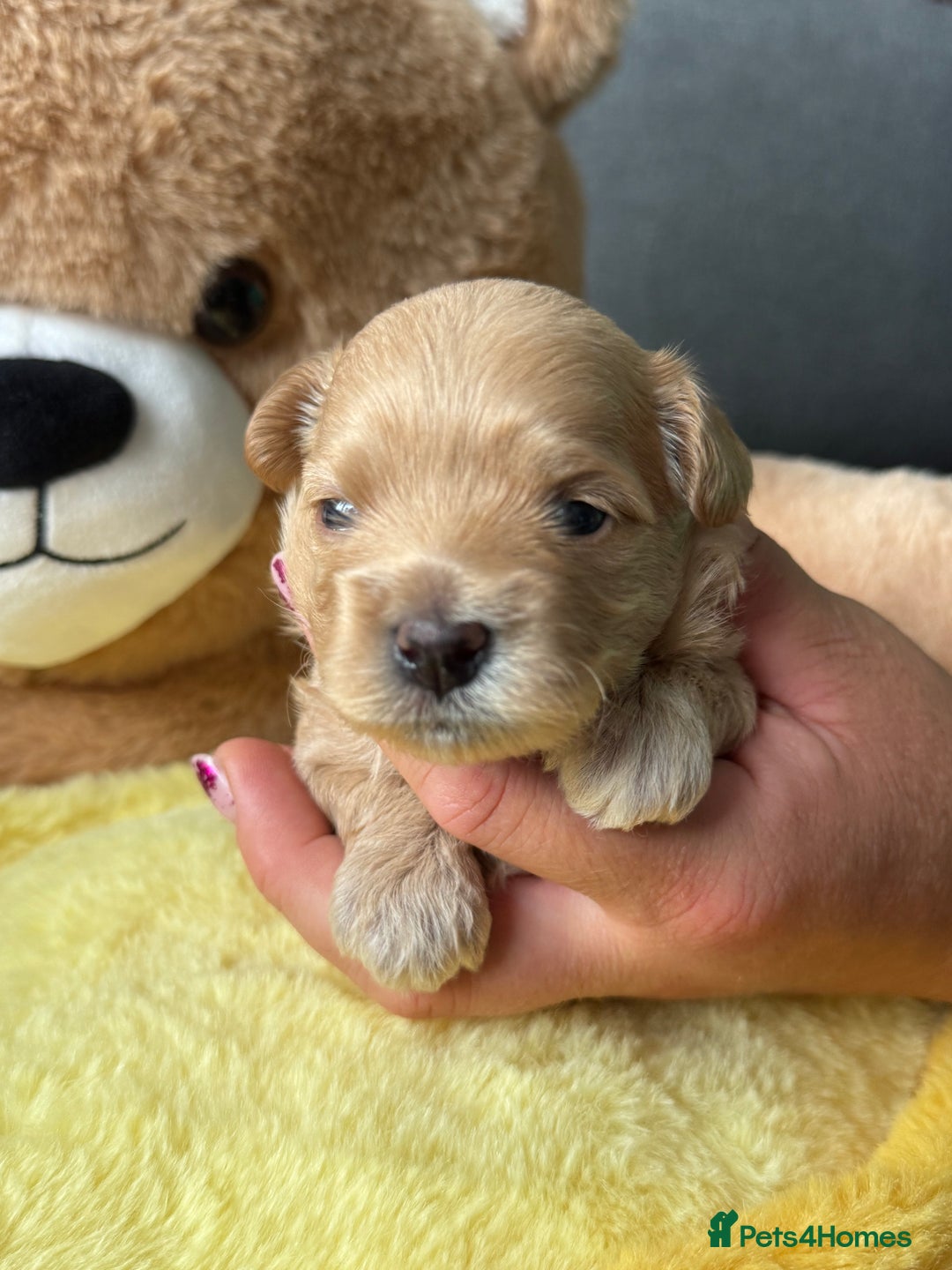 Maltipoo dogs for sale: Tiny F1 Asian Maltipoo puppies. Reserve now! - Image 14
