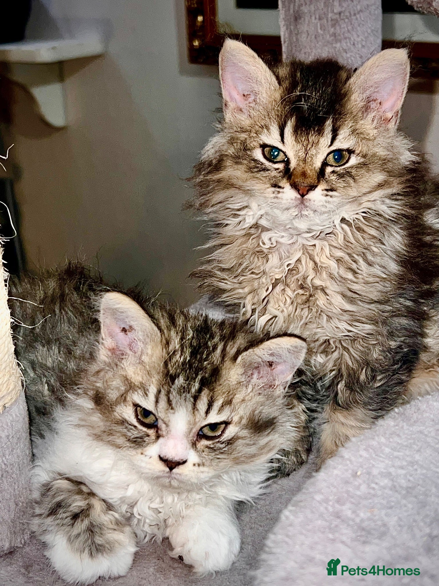 Selkirk Rex cats Gorgeous Selkirk rex kittens 😻 - Advert 2