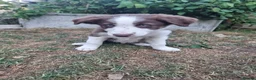 Border Collie dogs for sale: Border Collie puppies - Advert 5