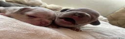French Bulldog dogs for sale: French bulldog rope puppies  in Bournemouth - Advert 9