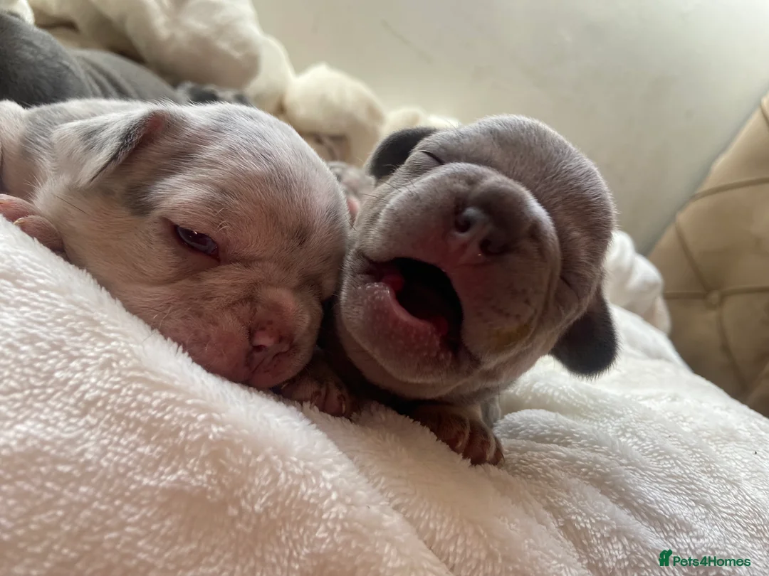 French Bulldog dogs for sale: French bulldog rope puppies  in Bournemouth - Advert 9