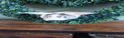Lionhead rabbits for sale: Male baby rabbits  in Goole - Advert 11