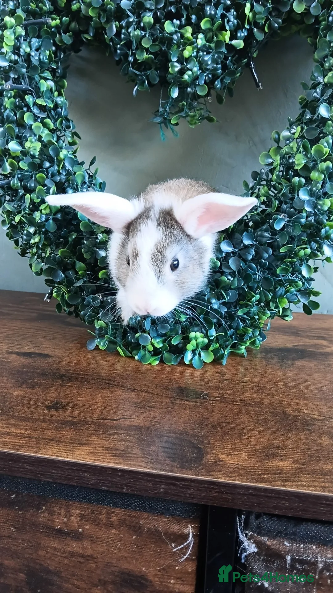 Lionhead rabbits for sale: Male baby rabbits  in Goole - Advert 11