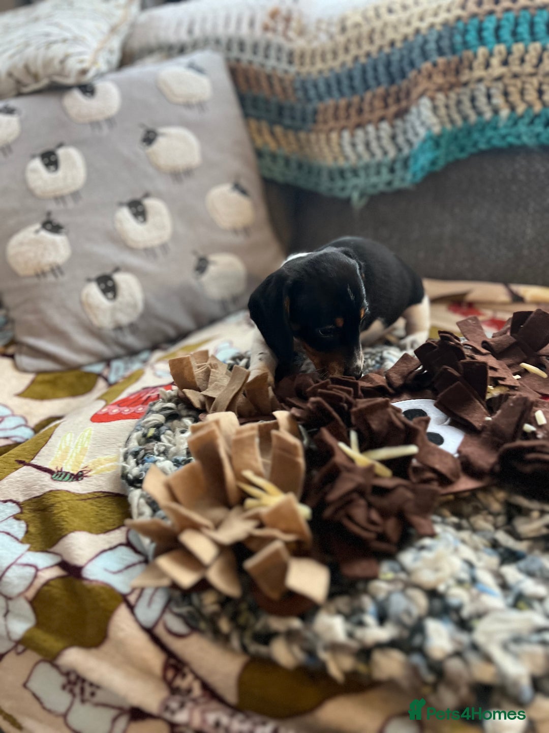 Miniature Dachshund dogs for sale: Miniature dachshund puppies short haired - Image 7