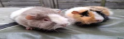 Guinea Pig rodents for sale: Bonded 5 month old Teddy Brothers  - Advert 2