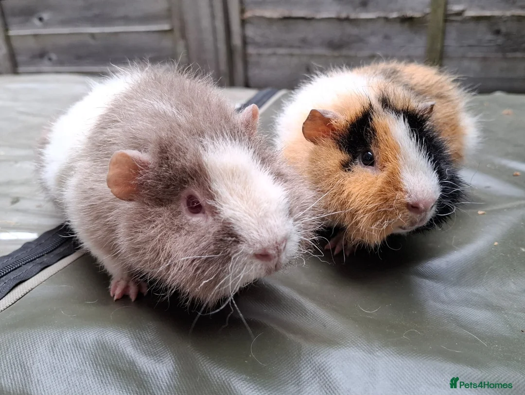 Guinea Pig rodents for sale: Bonded 5 month old Teddy Brothers  - Advert 2