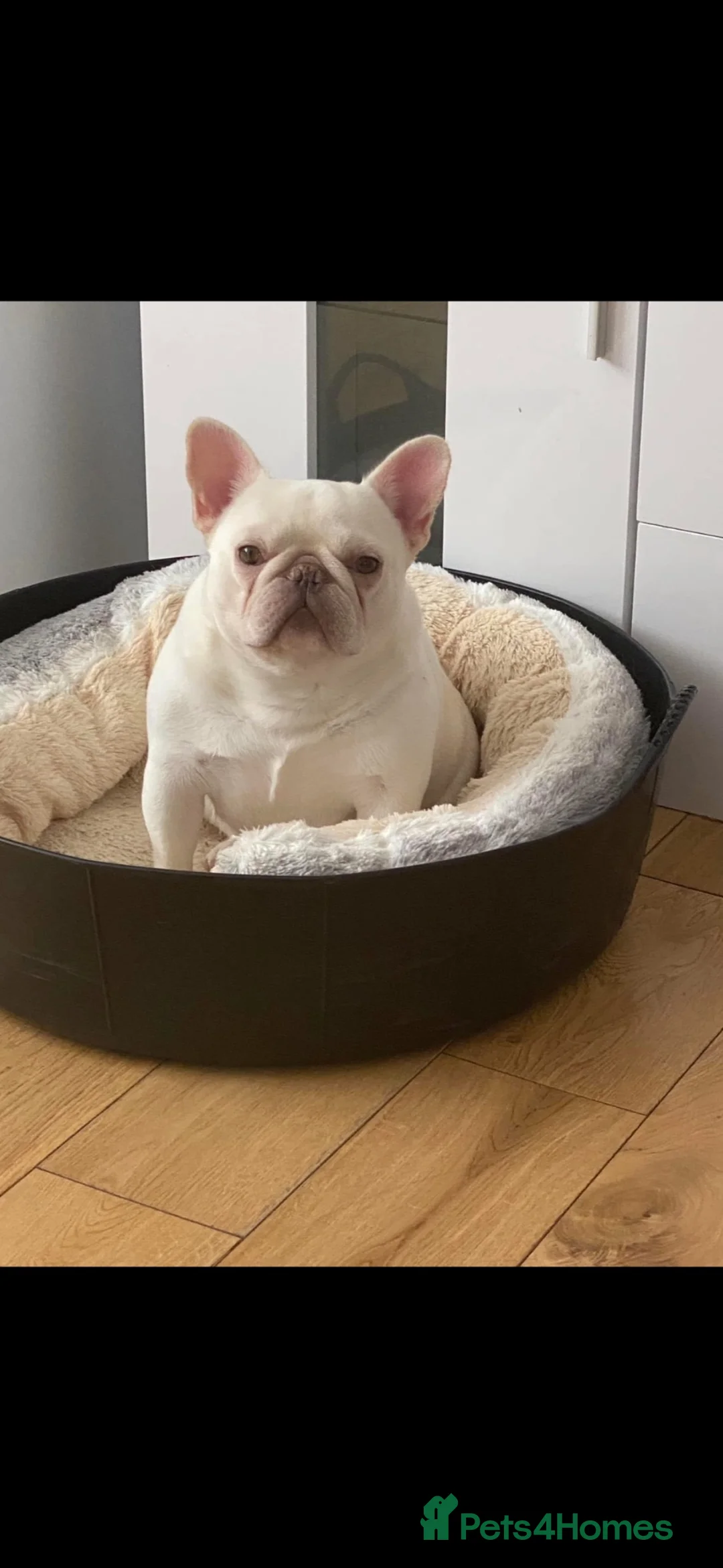 French Bulldog dogs for sale: Stunning Black and Tan French Bulldog puppies  - Advert 2