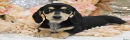 Miniature Dachshund dogs for sale: KC Miniature Dachshund Puppies - Advert 4