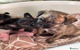 Jug dogs for sale: Jug puppies  - Image 3