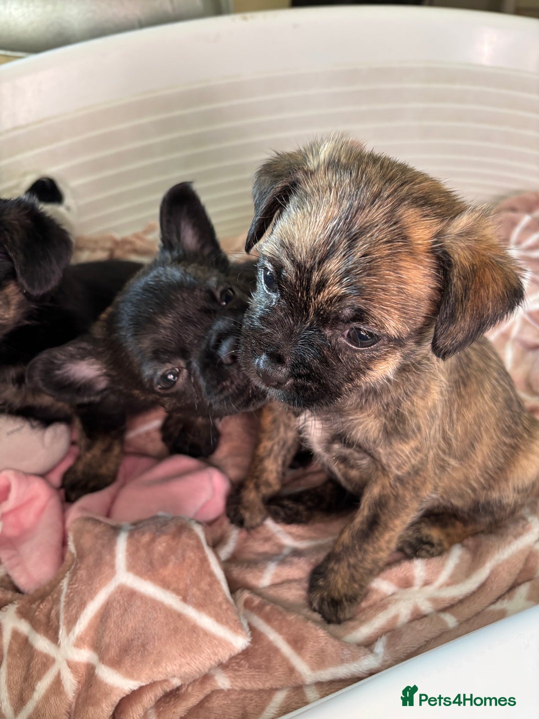 Jug dogs for sale: Jug puppies  - Image 3