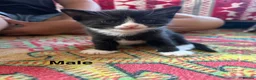 Mixed Breed cats for sale: Kittens for sale in Christchurch - Advert 4