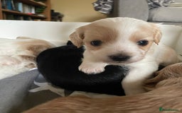 Maltipoo dogs for sale: 6 Beautiful Maltipoo Puppies for sale 🐶🐾 - Image 10