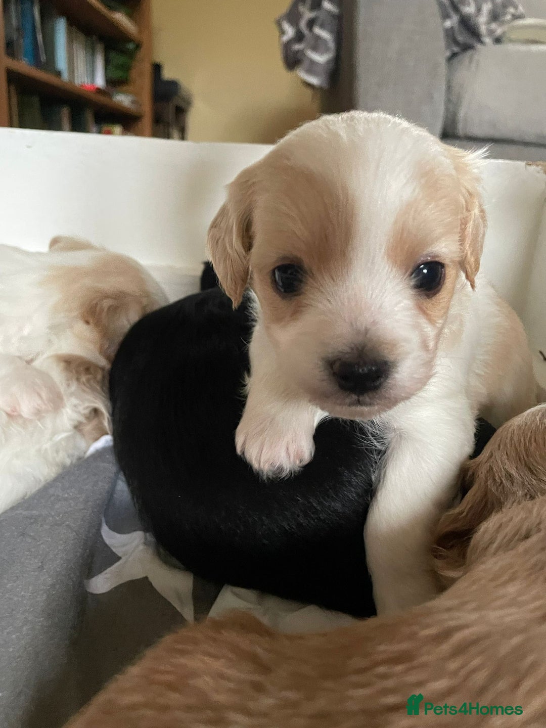 Maltipoo dogs for sale: 6 Beautiful Maltipoo Puppies for sale 🐶🐾 - Image 10