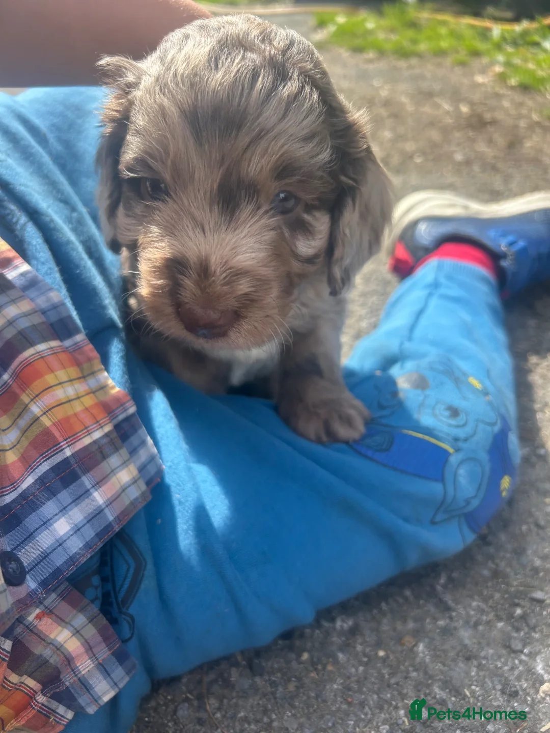 Cockapoo dogs for sale: Stunning Merle Cockapoos. Fully health tested in Romsey - Advert 16