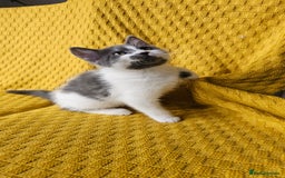 Mixed Breed cats for sale: 2 outstanding beauty girls  - Image 7