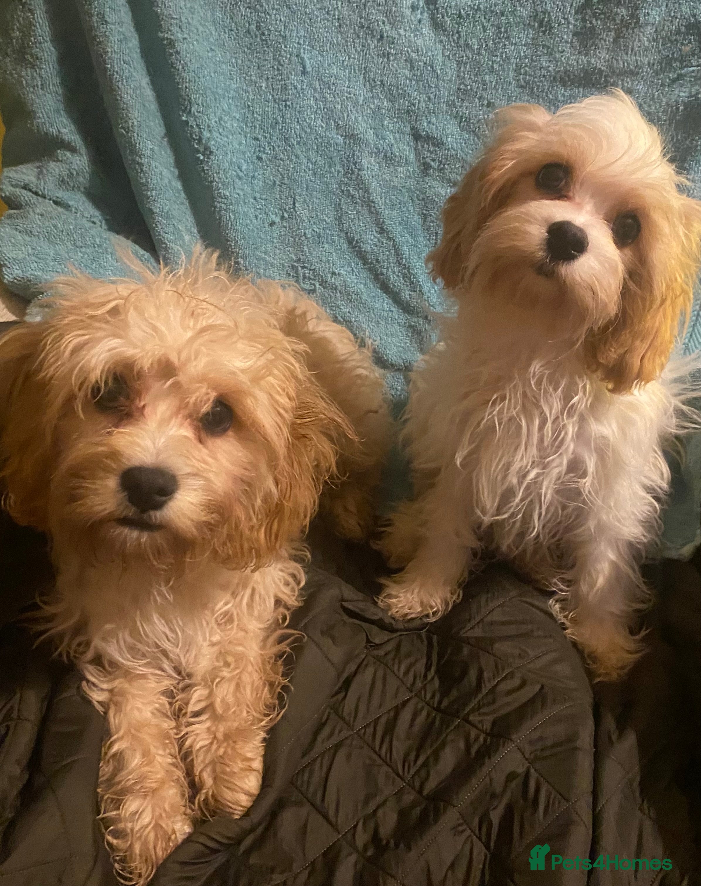 Cavapoo dogs Top quality DNA clear Inc BVA Eyes/Heart  - Advert 12