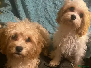 Cavapoo dogs Top quality DNA clear Inc BVA Eyes/Heart - Advert 12