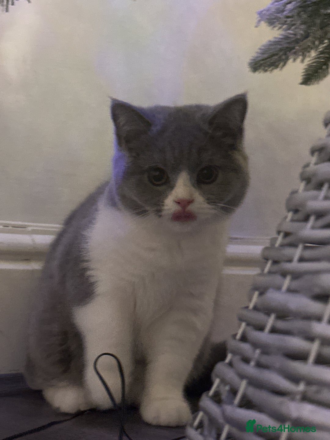 British Shorthair cats for sale: British shorthairs - Advert 5