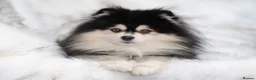 Pomsky dogs for stud: F2 4.5kg Russian Imported Pomsky for Stud - Advert 3