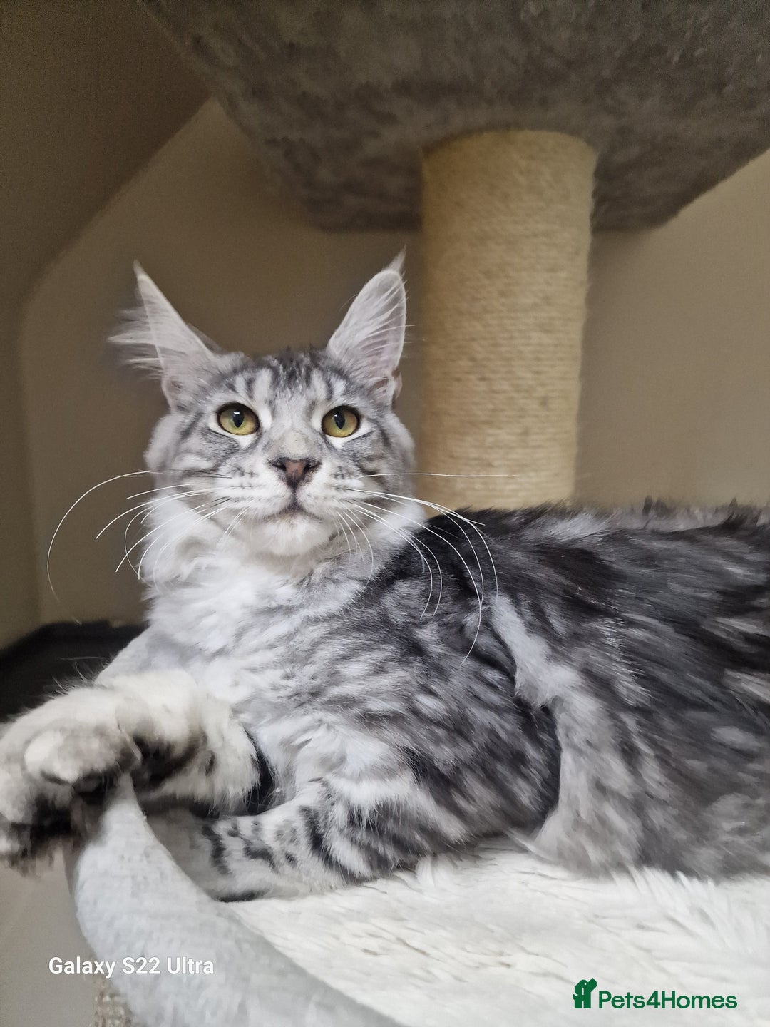 Maine Coon cats for sale: 🎀Pure maine coon female🎀 - Advert 8