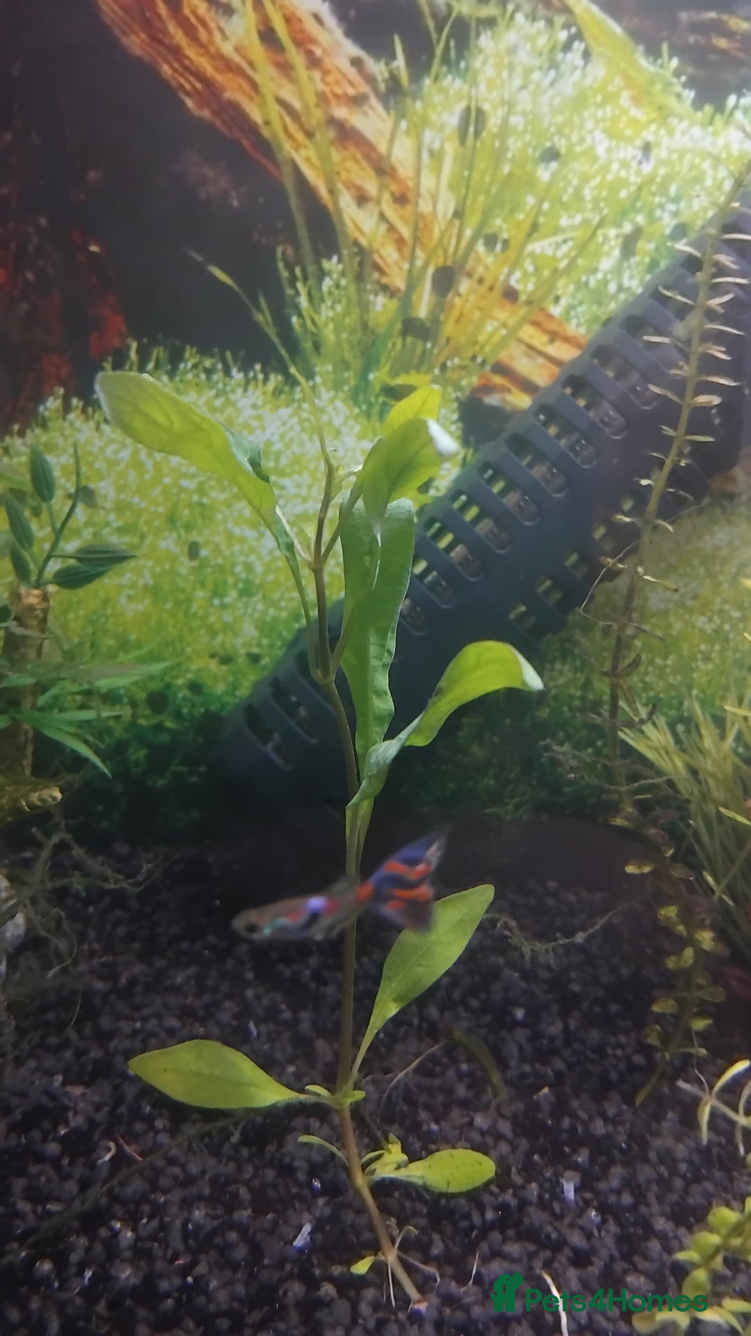 Live Bearers fish for sale: Guppies  - Image 3
