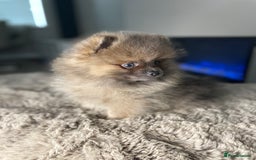 Pomeranian dogs for stud: 💜🧡Lilac & tan KC stud Benji champions in line  in Guildford - Image 32
