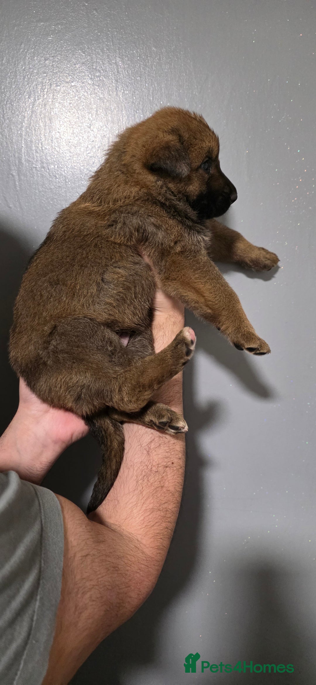 German Shepherd dogs for sale: German Shepherd puppies for sale - Advert 7