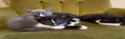 Mixed Breed cats for sale: Lovely half British shorthair half Russian blue  in Godalming - Advert 14