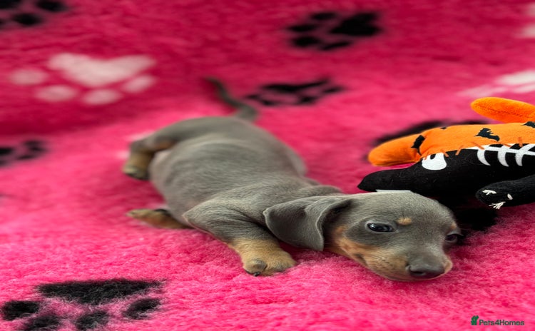 Miniature Dachshund dogs - Advert 7
