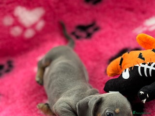 Miniature Dachshund dogs - Advert 11