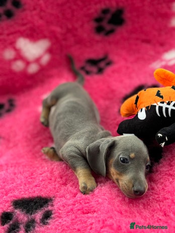 Miniature Dachshund dogs - Advert 14