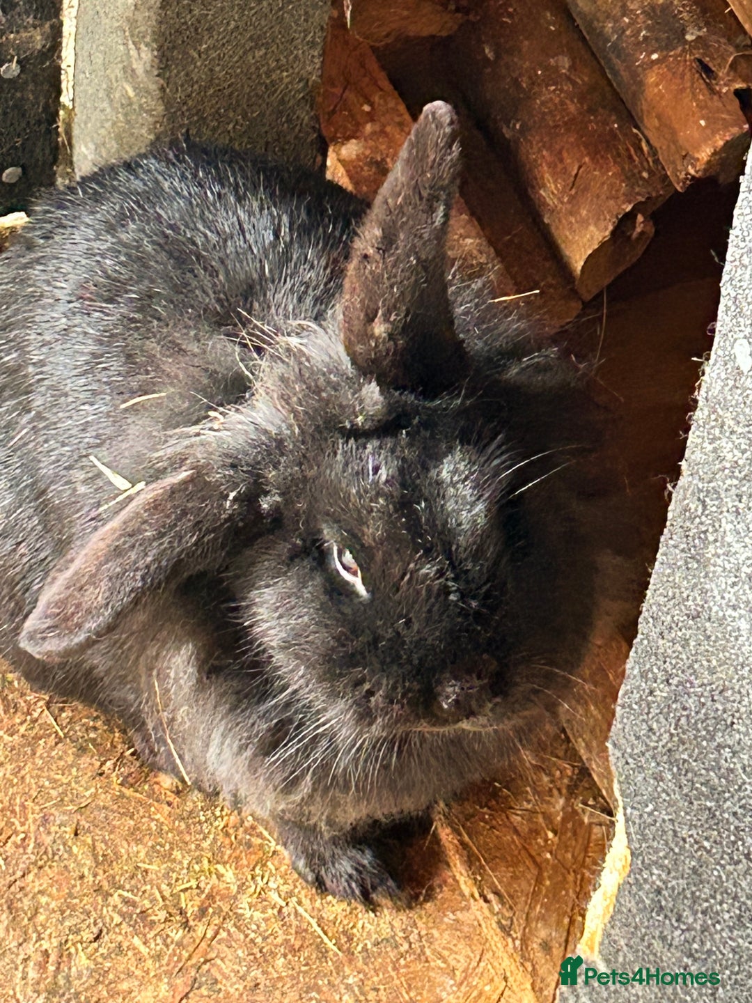 Mixed Breed rabbits for sale: Lionhead/ French giant mixed breed - Advert 3
