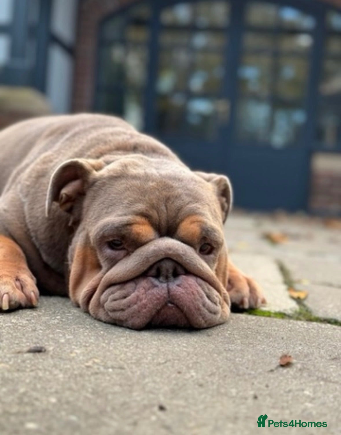 English Bulldog dogs Female English Bulldog  - Advert 1